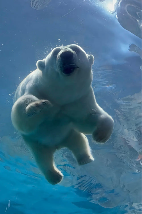 中国珠海长隆乐园海洋王国一日门票-青少年票