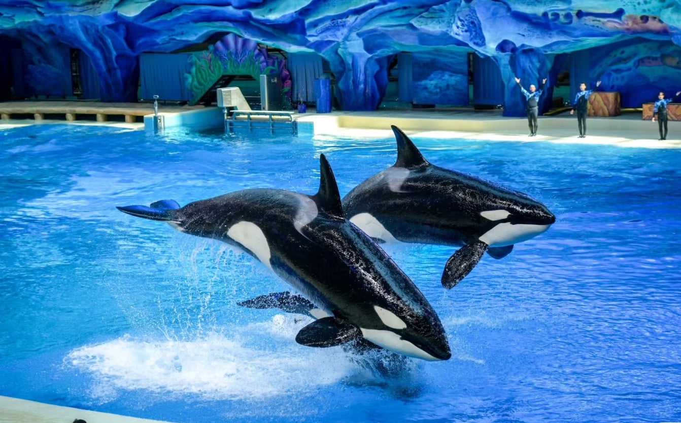 中国珠海长隆乐园飞船乐园一日门票-青少年票