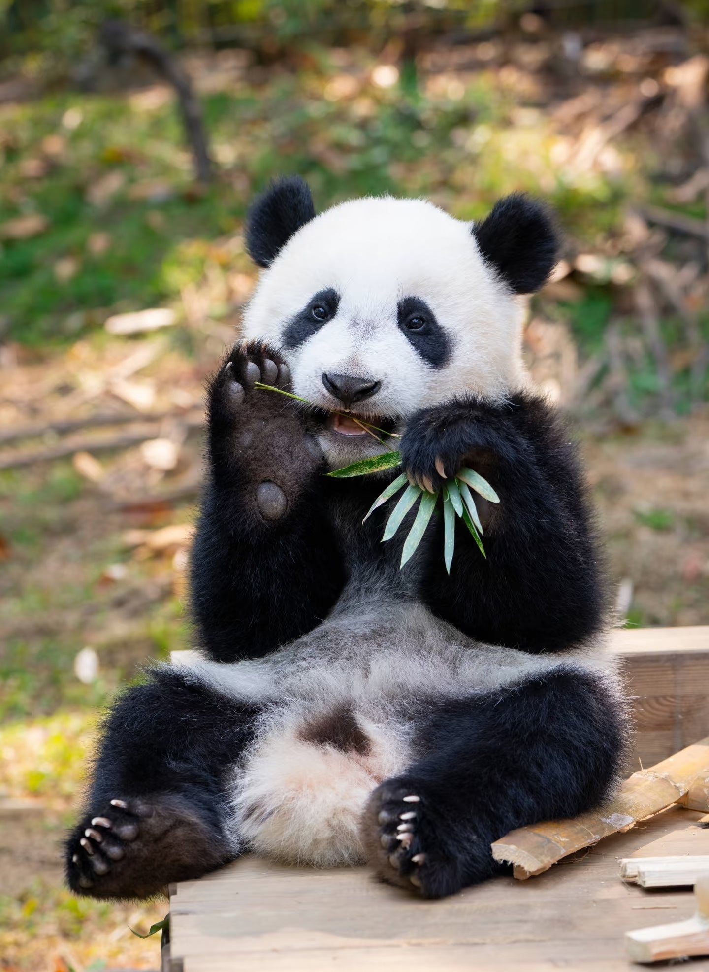 中国广州长隆乐园野生动物世界一日门票-青少年票