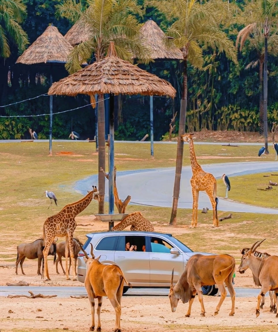 中国广州长隆乐园野生动物世界一日门票-青少年票