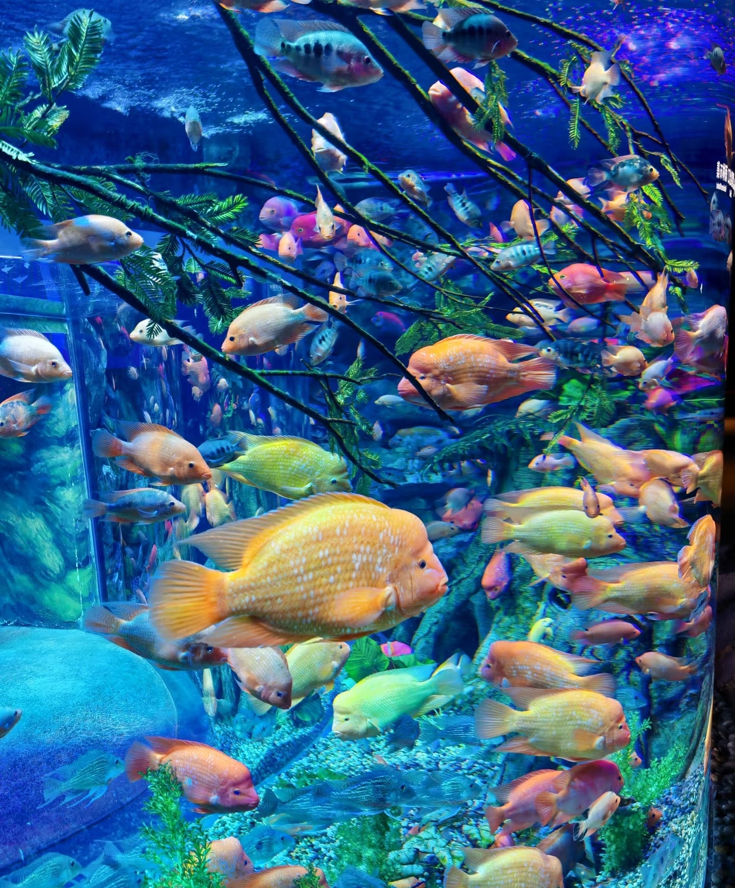 中国珠海长隆乐园飞船乐园一日门票-青少年票