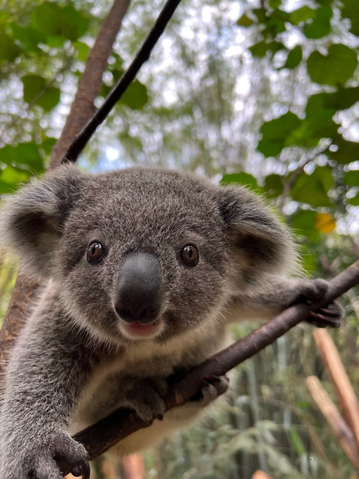 中国广州长隆乐园野生动物世界一日门票-青少年票