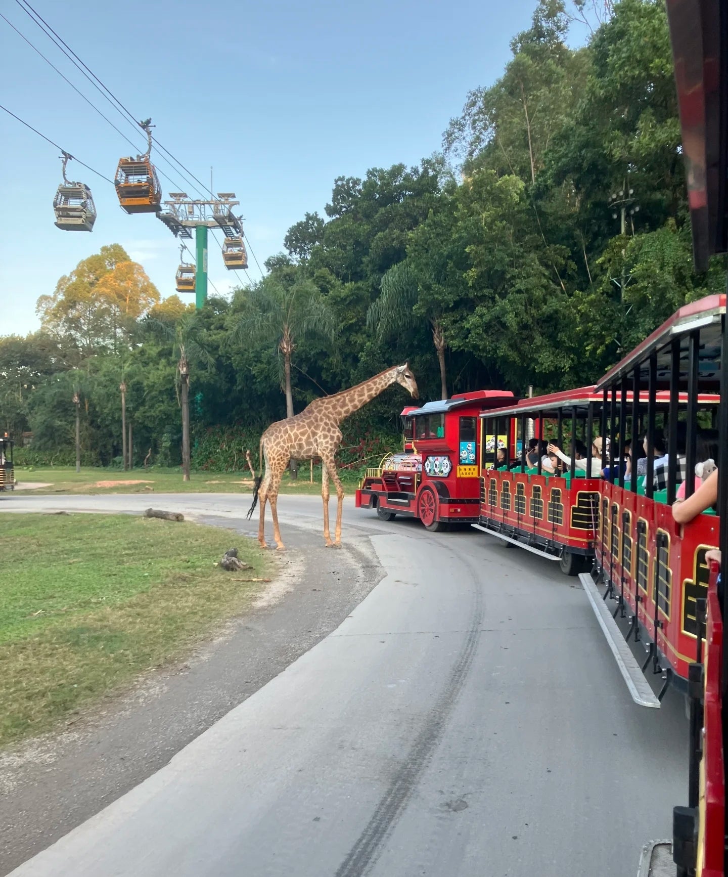 中国广州长隆乐园野生动物世界一日门票-青少年票