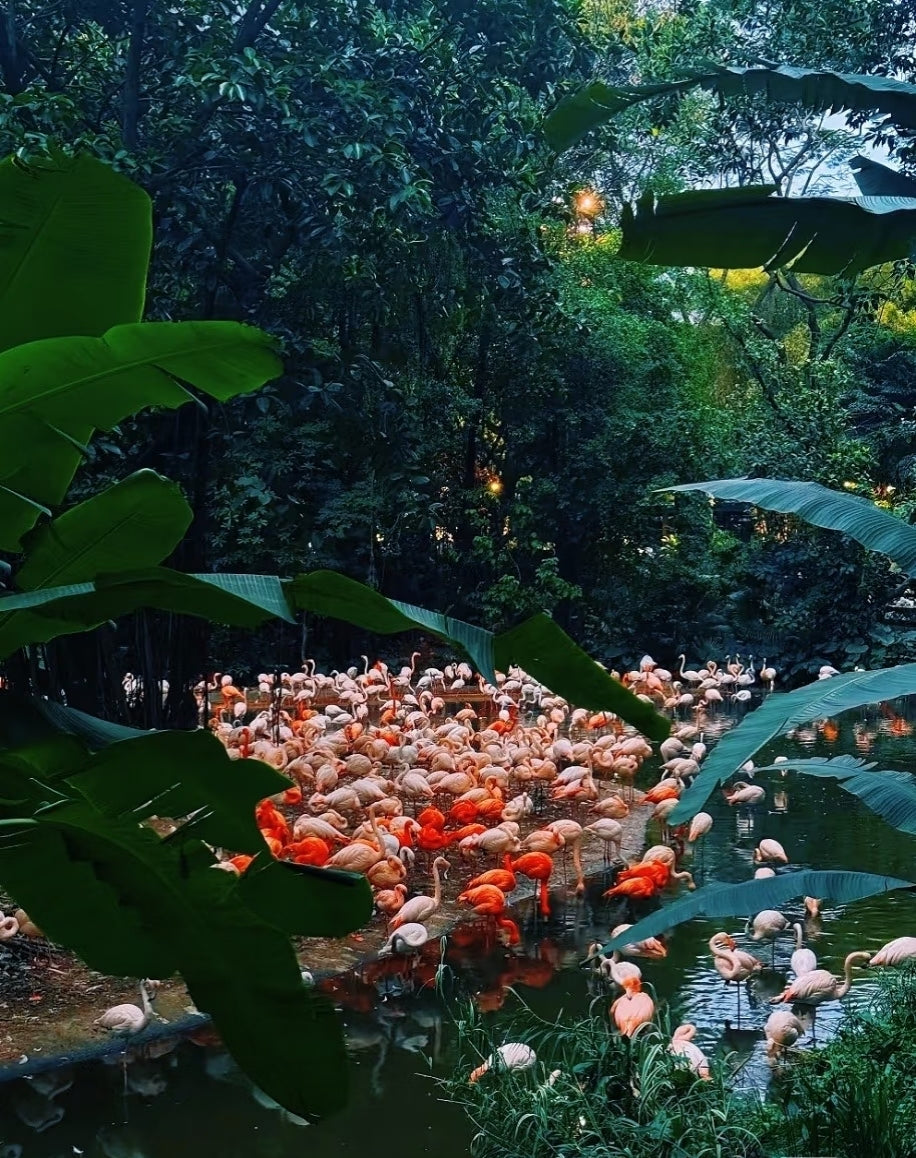 中国广州长隆乐园野生动物世界一日门票-青少年票