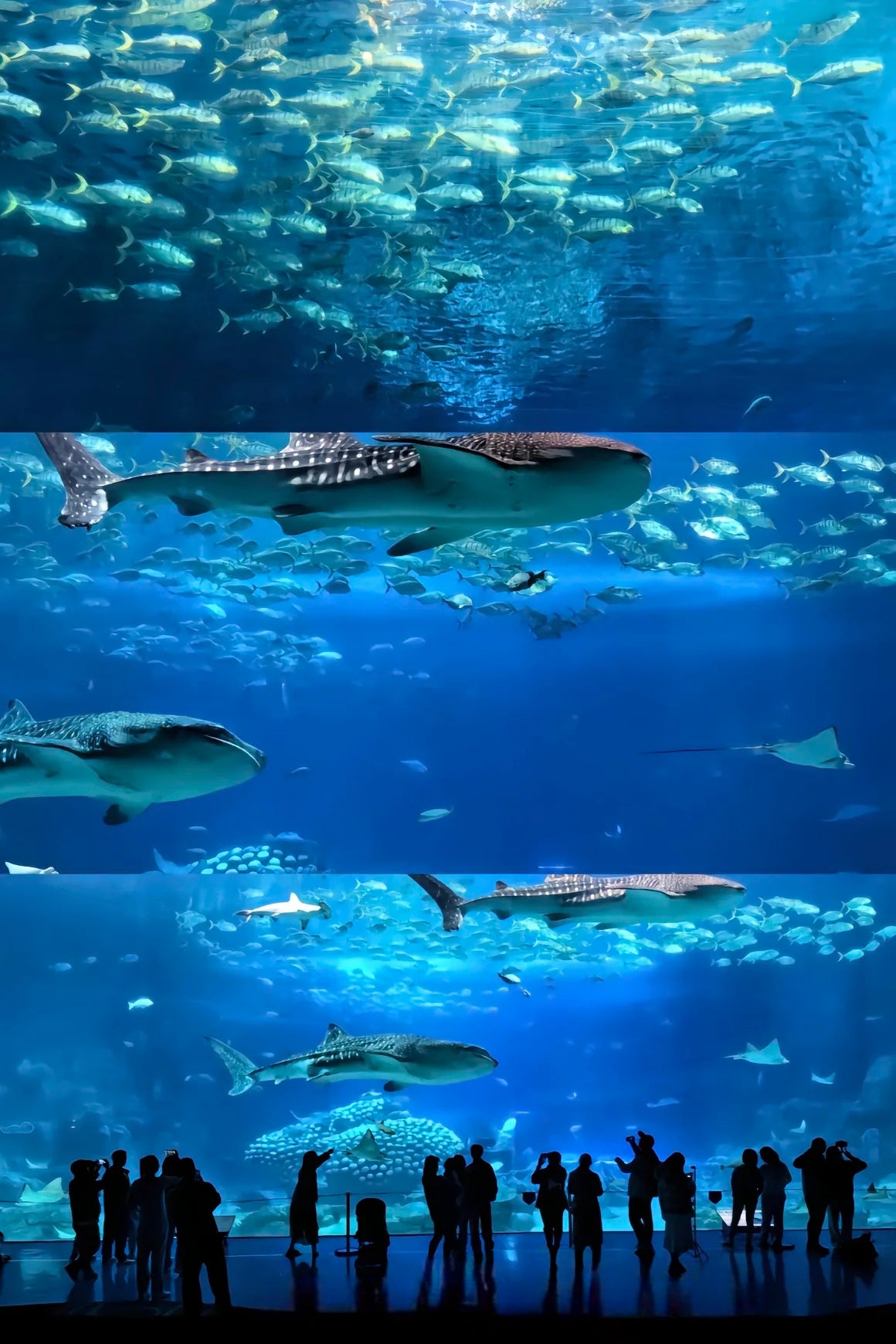 中国珠海长隆乐园海洋王国一日门票-青少年票