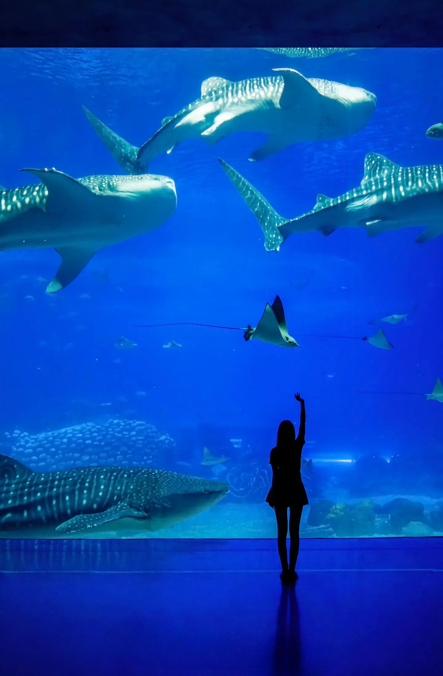 中国珠海长隆乐园海洋王国一日门票-青少年票