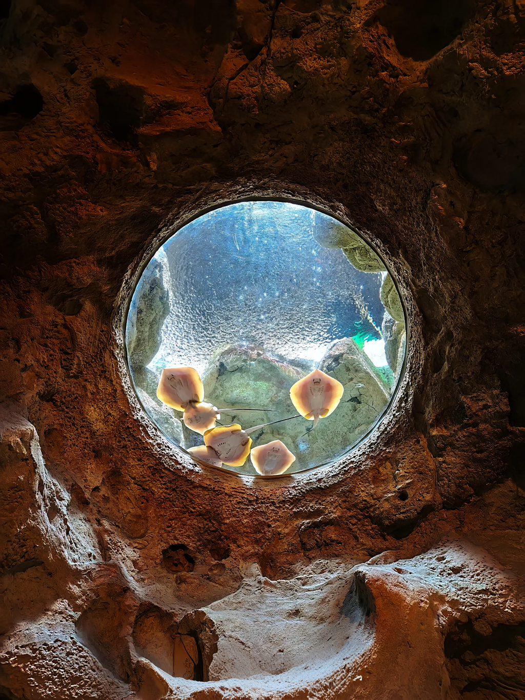 中国珠海长隆乐园海洋王国一日门票-青少年票