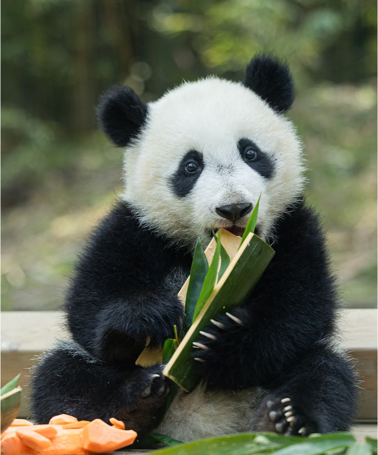 中国广州长隆乐园野生动物世界一日门票-青少年票
