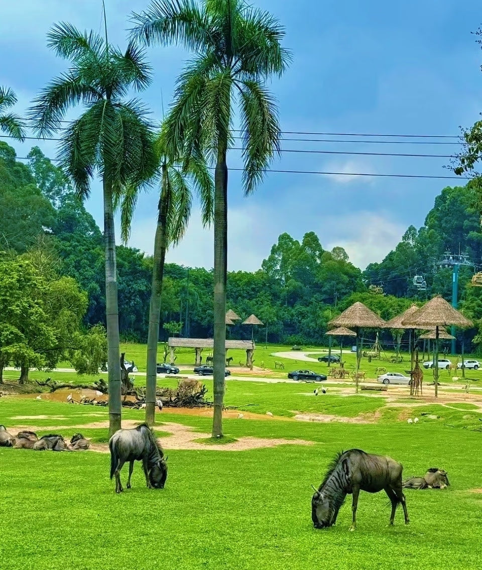 中国广州长隆乐园野生动物世界一日门票-青少年票