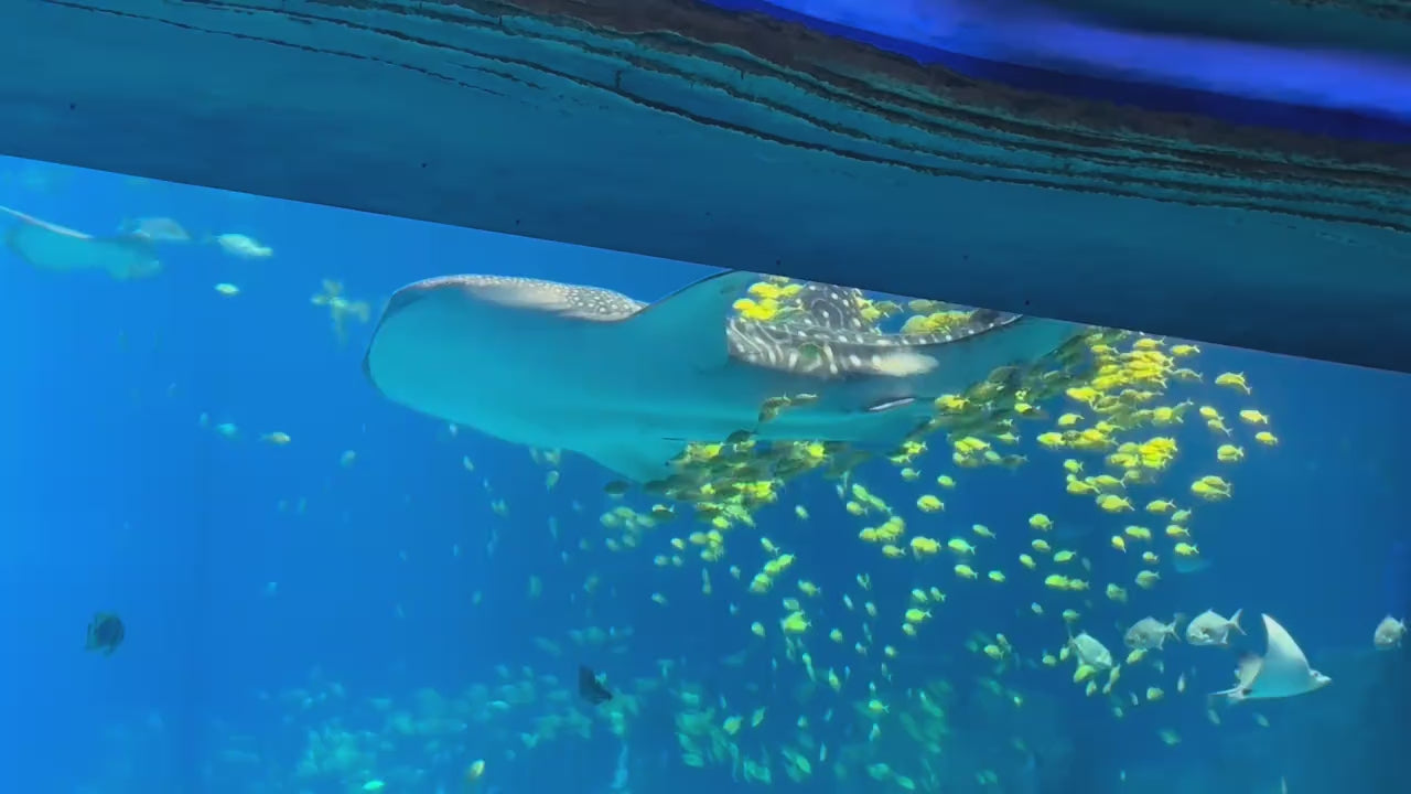 中国珠海长隆乐园海洋王国一日门票-长者票